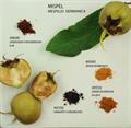 Mespilus germanica